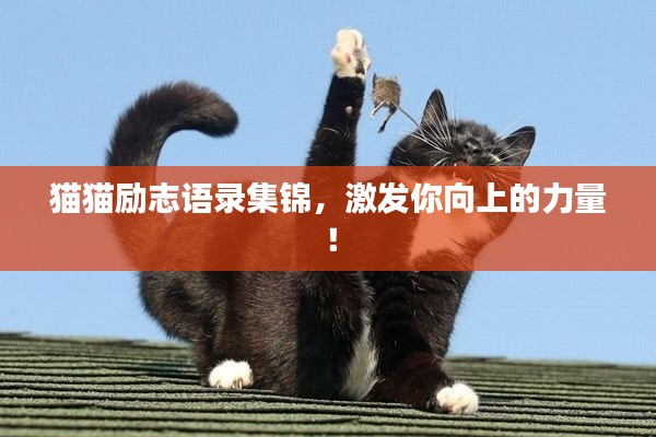 猫猫励志语录集锦，激发你向上的力量！