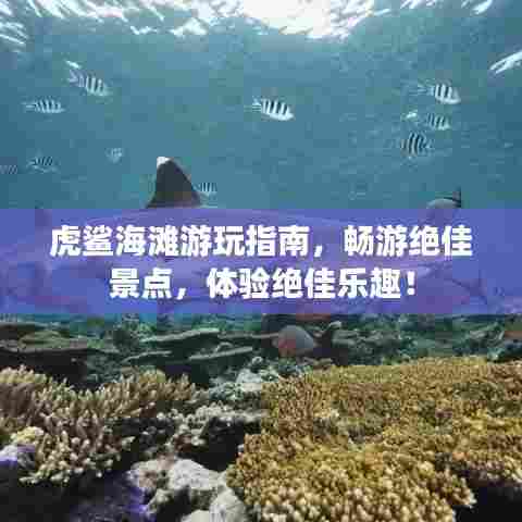 虎鲨海滩游玩指南,畅游绝佳景点,体验绝佳乐趣!