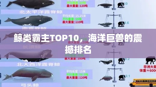鲸类霸主TOP10，海洋巨兽的震撼排名