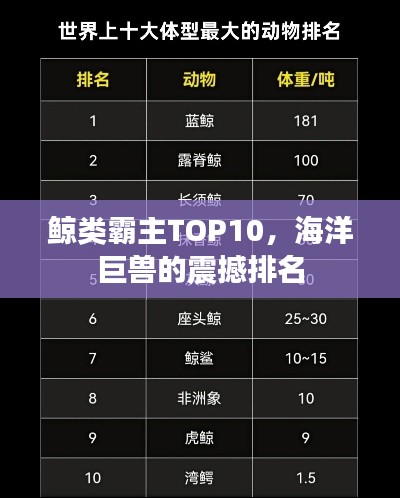 鲸类霸主TOP10,海洋巨兽的震撼排名