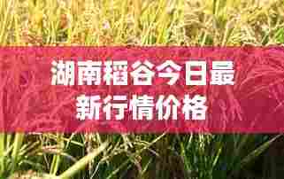 神采奕奕 第3页