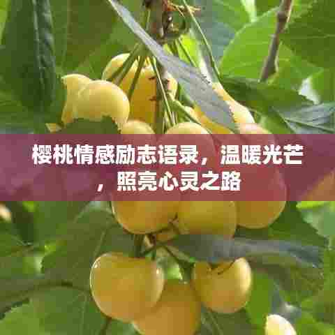 樱桃情感励志语录,温暖光芒,照亮心灵之路