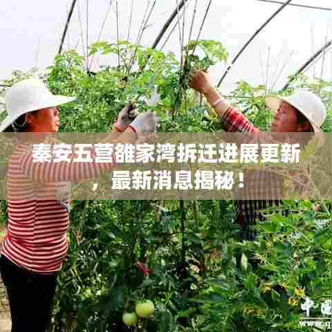 秦安五营雒家湾拆迁进展更新,最新消息揭秘!