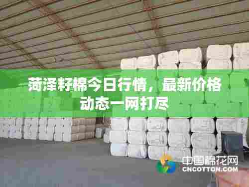 菏泽籽棉今日行情，最新价格动态一网打尽