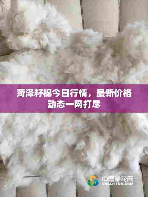 菏泽籽棉今日行情,最新价格动态一网打尽