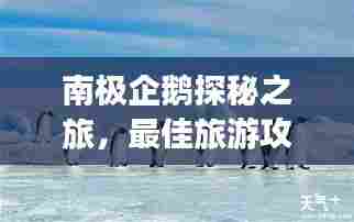 南极企鹅探秘之旅,最佳旅游攻略全解析