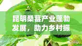 昆明桑葚产业蓬勃发展,助力乡村振兴,新鲜桑葚成新闻头条