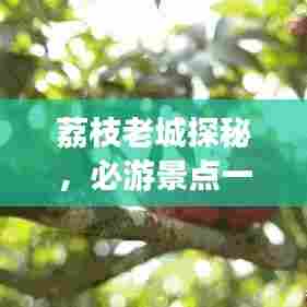 荔枝老城探秘,必游景点一网打尽!