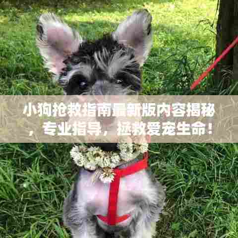 小狗抢救指南最新版内容揭秘,专业指导,拯救爱宠生命!