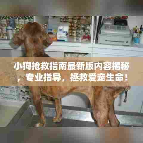 小狗抢救指南最新版内容揭秘,专业指导,拯救爱宠生命!