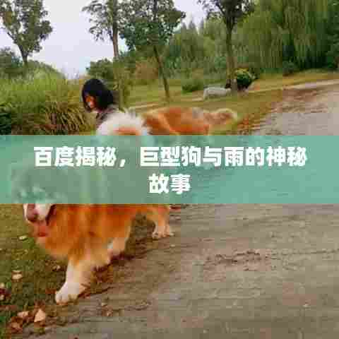 百度揭秘,巨型狗与雨的神秘故事