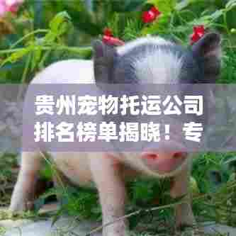 贵州宠物托运公司排名榜单揭晓！专业托运服务，让你的爱宠安全无忧