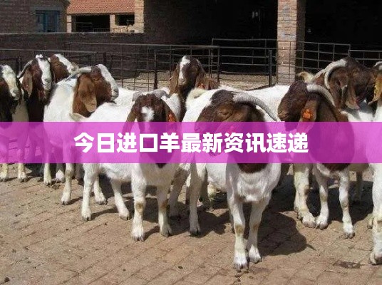 今日进口羊最新资讯速递