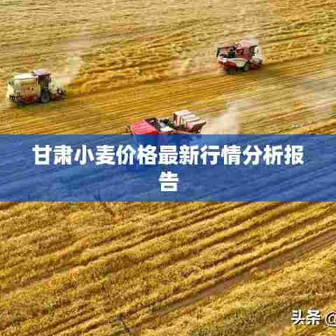 甘肃小麦价格最新行情分析报告
