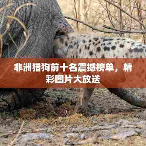 非洲猎狗前十名震撼榜单，精彩图片大放送
