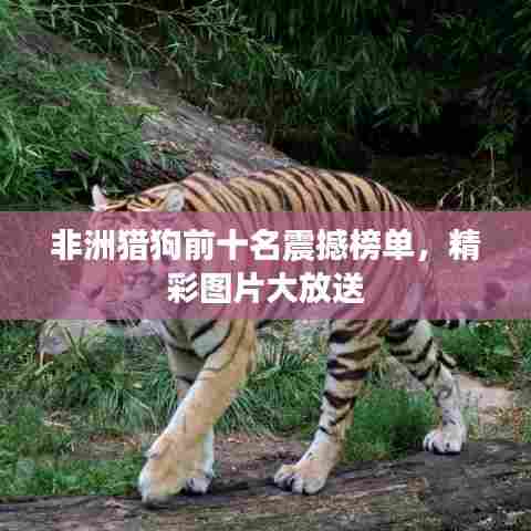 非洲猎狗前十名震撼榜单,精彩图片大放送