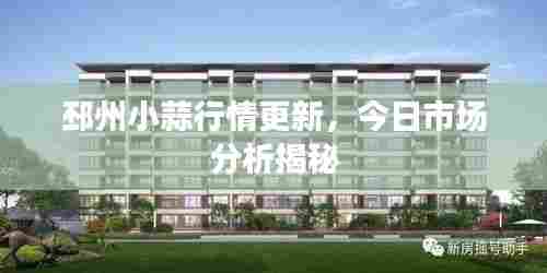 邳州小蒜行情更新，今日市场分析揭秘