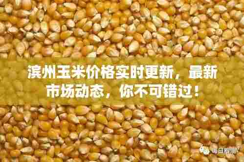 滨州玉米价格实时更新,最新市场动态,你不可错过!