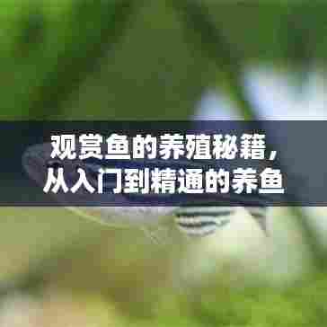 观赏鱼的养殖秘籍,从入门到精通的养鱼指南