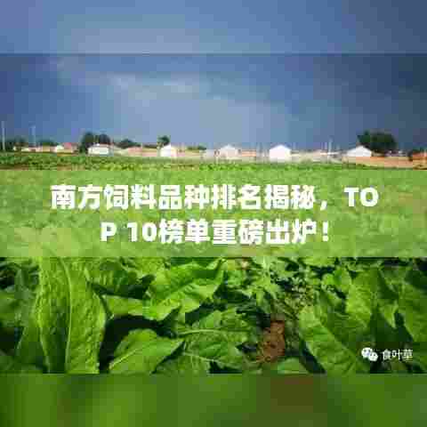 南方饲料品种排名揭秘,TOP 10榜单重磅出炉!