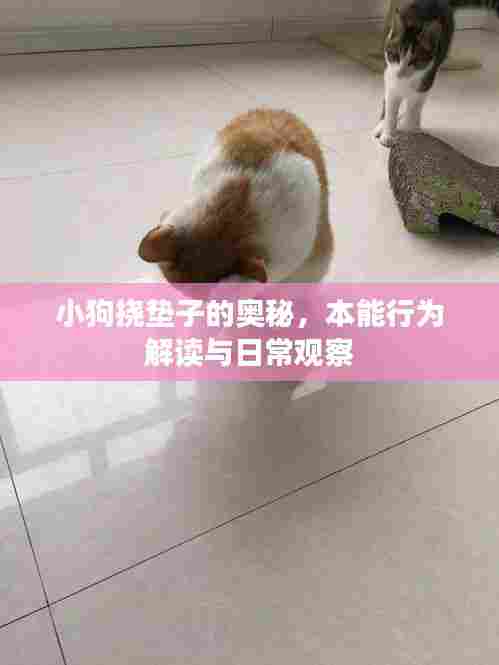 小狗挠垫子的奥秘,本能行为解读与日常观察