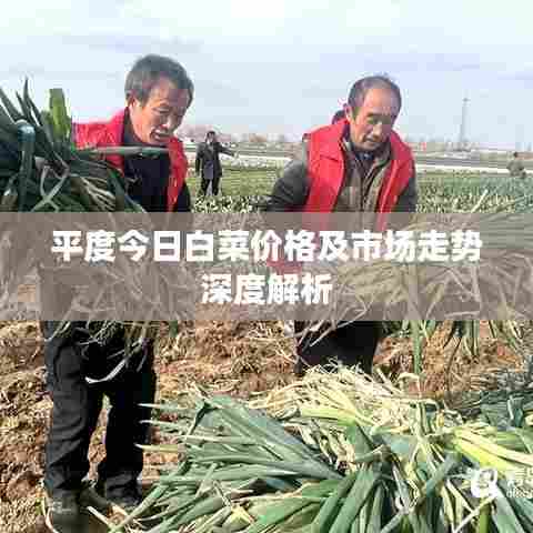 平度今日白菜价格及市场走势深度解析