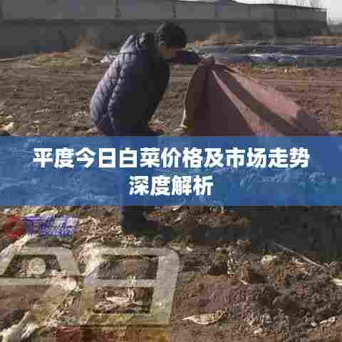 平度今日白菜价格及市场走势深度解析