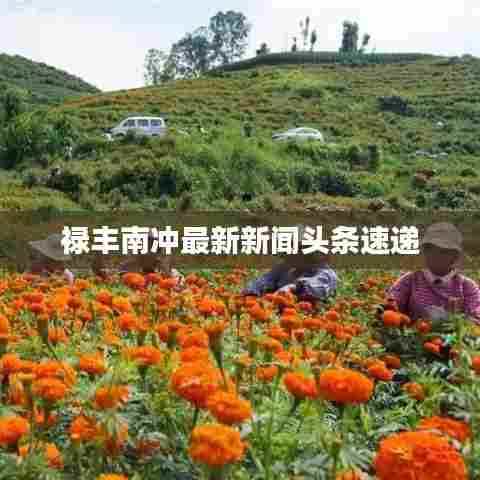 禄丰南冲最新新闻头条速递