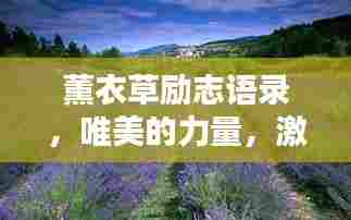 薰衣草励志语录,唯美的力量,激励你的每一天