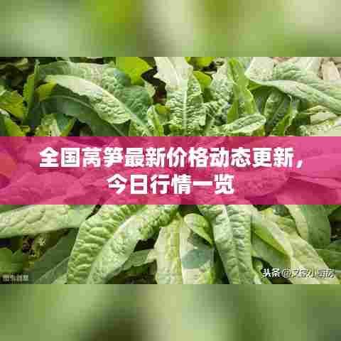 全国莴笋最新价格动态更新,今日行情一览