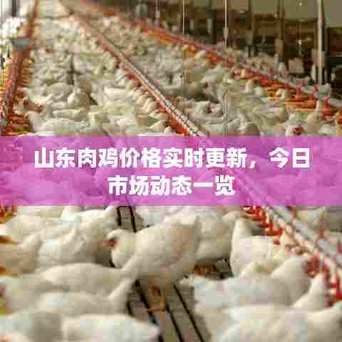 山东肉鸡价格实时更新，今日市场动态一览
