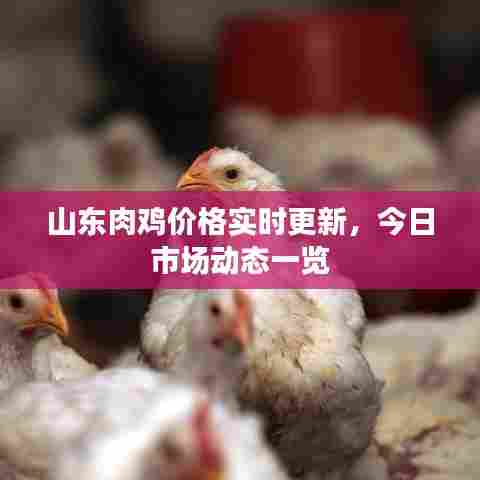 山东肉鸡价格实时更新,今日市场动态一览