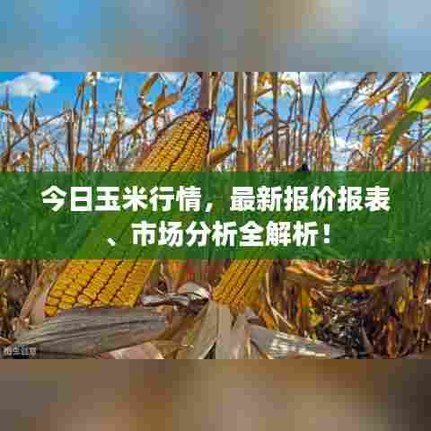 今日玉米行情,最新报价报表、市场分析全解析!