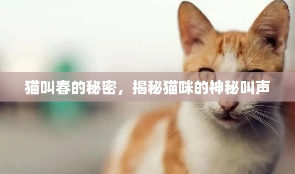 猫叫春的秘密,揭秘猫咪的神秘叫声