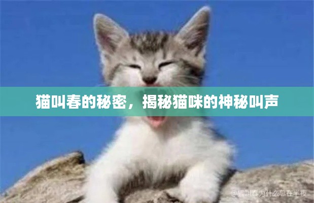 猫叫春的秘密,揭秘猫咪的神秘叫声