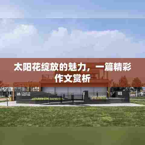 太阳花绽放的魅力,一篇精彩作文赏析