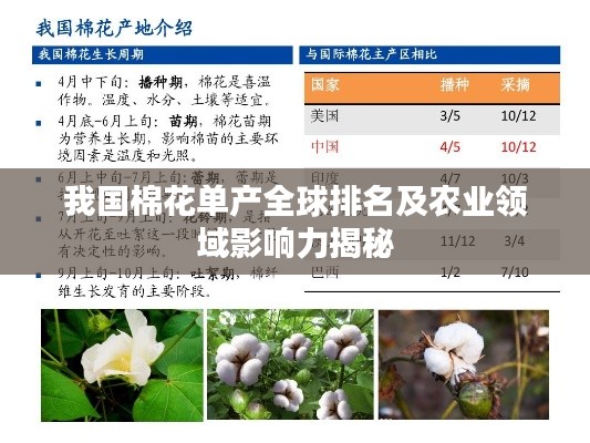 我国棉花单产全球排名及农业领域影响力揭秘