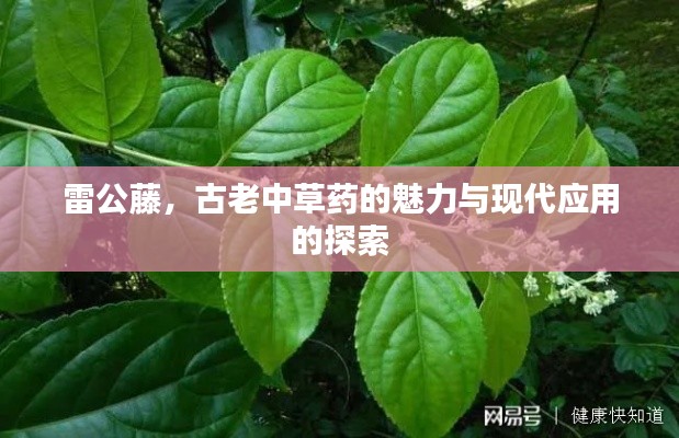 雷公藤,古老中草药的魅力与现代应用的探索