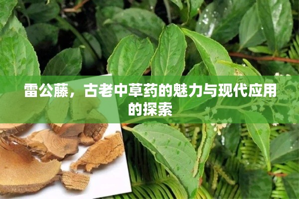 雷公藤,古老中草药的魅力与现代应用的探索