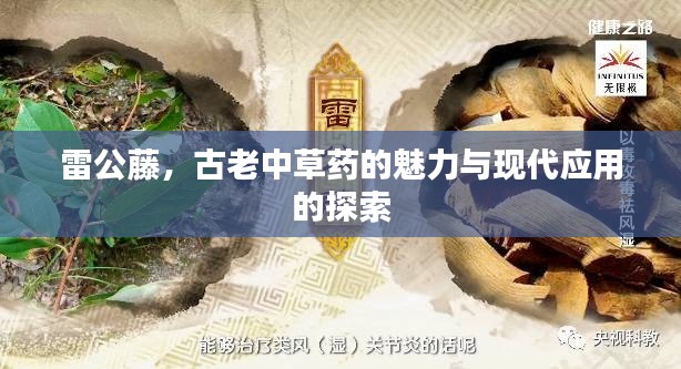 雷公藤,古老中草药的魅力与现代应用的探索