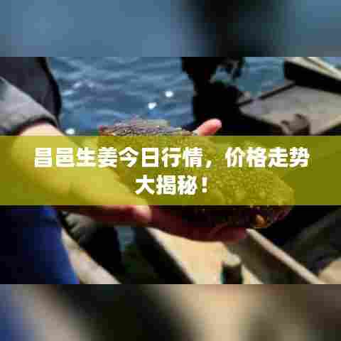 昌邑生姜今日行情,价格走势大揭秘!