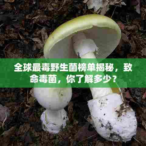 全球最毒野生菌榜单揭秘,致命毒菌,你了解多少?