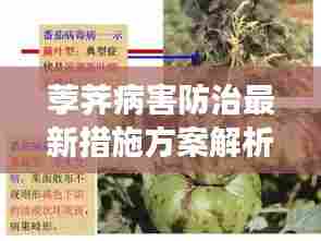 荸荠病害防治最新措施方案解析,有效应对病害,保障产量品质