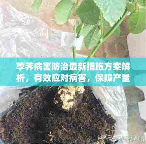 荸荠病害防治最新措施方案解析,有效应对病害,保障产量品质