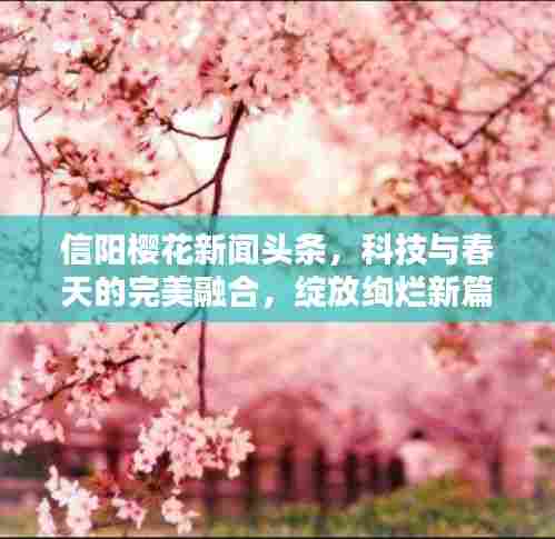 信阳樱花新闻头条，科技与春天的完美融合，绽放绚烂新篇章