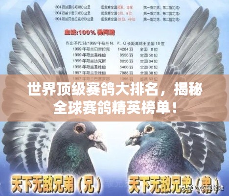 世界顶级赛鸽大排名,揭秘全球赛鸽精英榜单!
