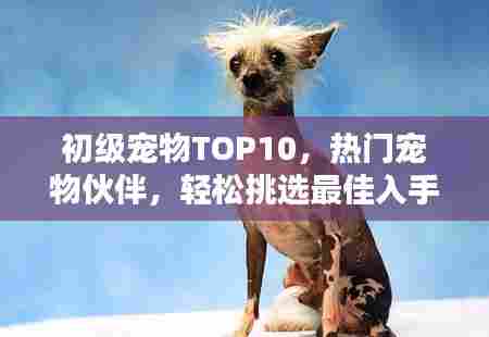 初级宠物TOP10,热门宠物伙伴,轻松挑选最佳入手宠物
