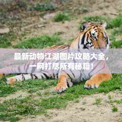 最新动物江湖图片攻略大全,一网打尽所有秘籍!