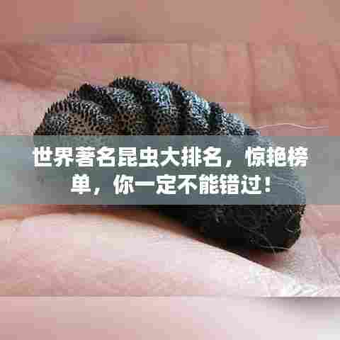 世界著名昆虫大排名,惊艳榜单,你一定不能错过!