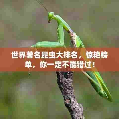 世界著名昆虫大排名,惊艳榜单,你一定不能错过!